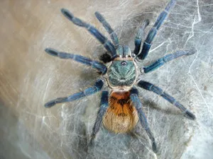 SEO and Navigational Design